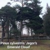 Pinus sylvestris 'Jegor's Emerald Cloud' - Harilik mänd 'Jegor's Emerald Cloud' C5/5L